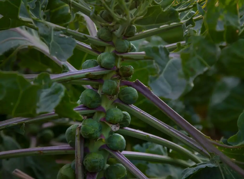 When To Plant Brussels Sprouts In South Carolina