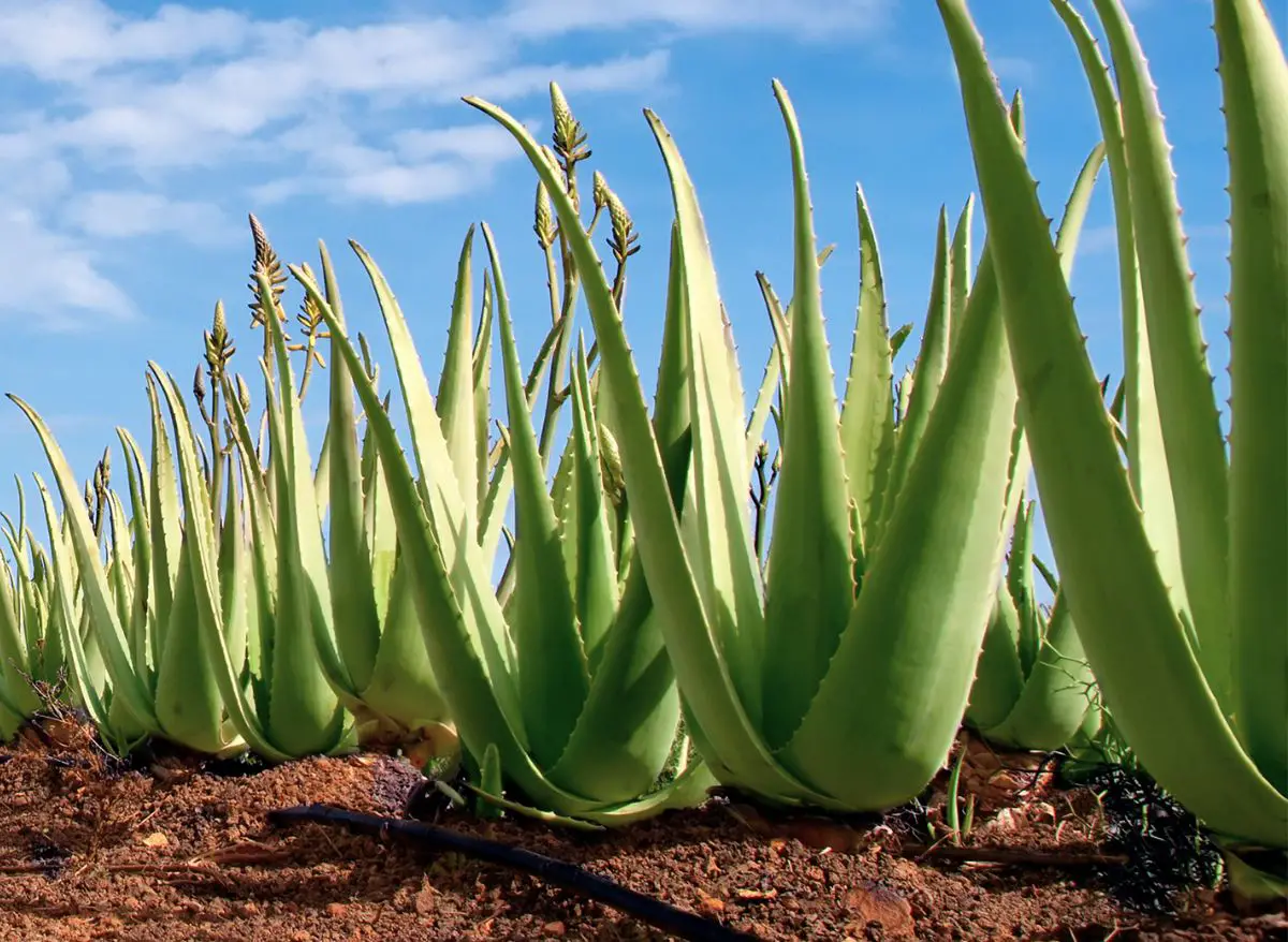 Is Aloe Vera A Cactus The Differences That Matter Plants Heaven 9175