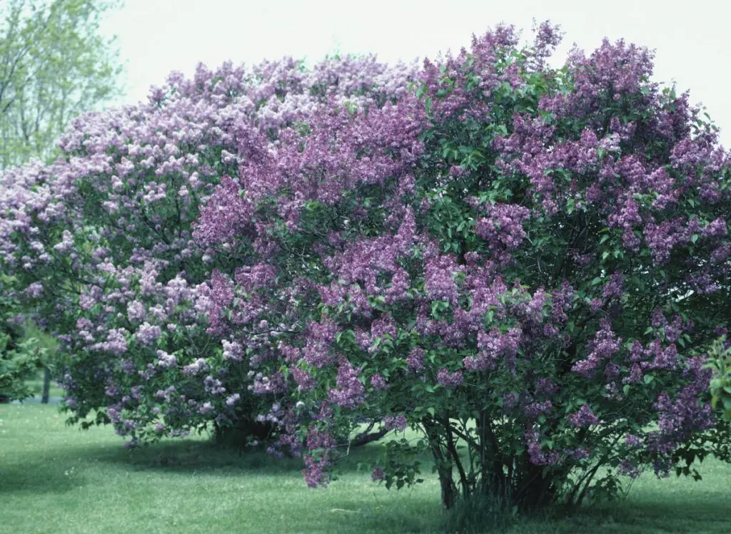 Will Bleach Kill a Lilac Bush