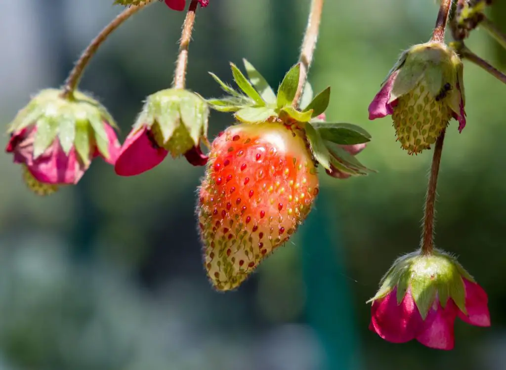 Are Ants Bad for Strawberry Plants