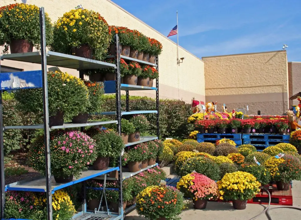 Can You Plant Mums After They Bloom