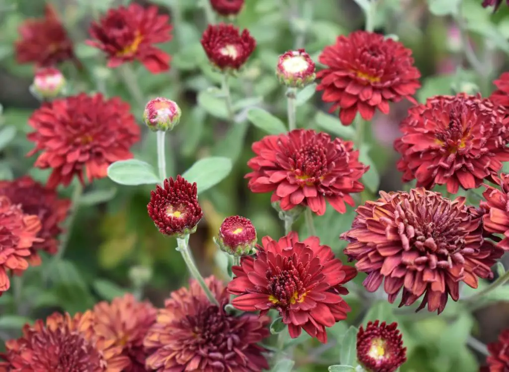 Can You Plant Mums After They Bloom