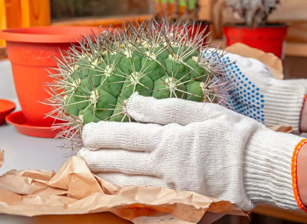 Choosing the Right Gloves for Cactus Gardening