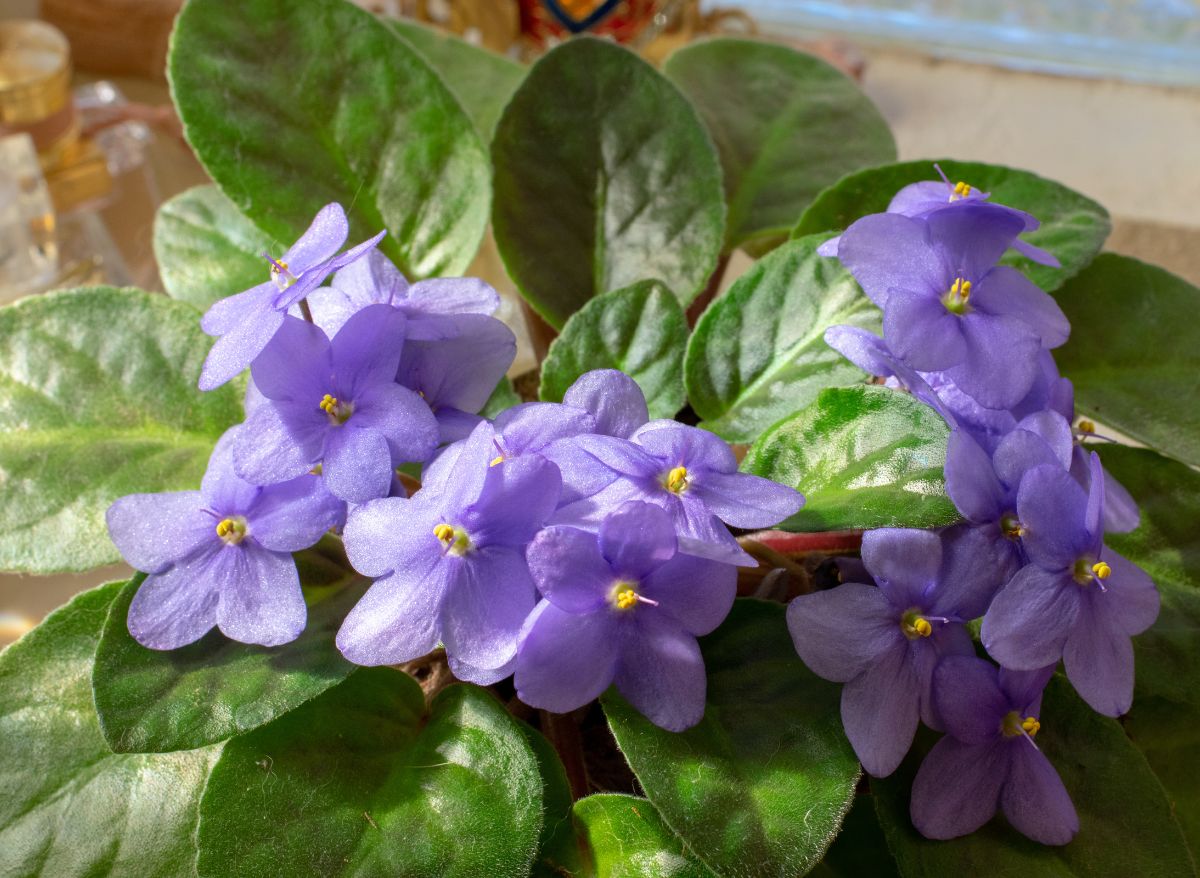 Do African Violets Like Coffee Grounds? ( Find Out!) Plants Heaven