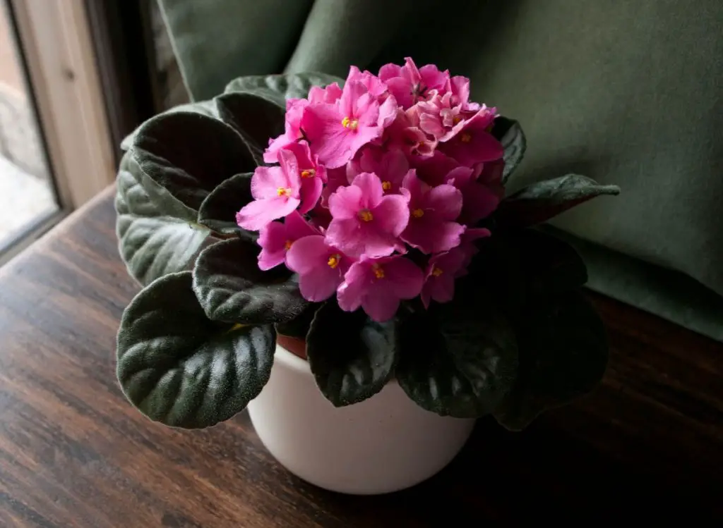 Do African Violets Like Coffee Grounds