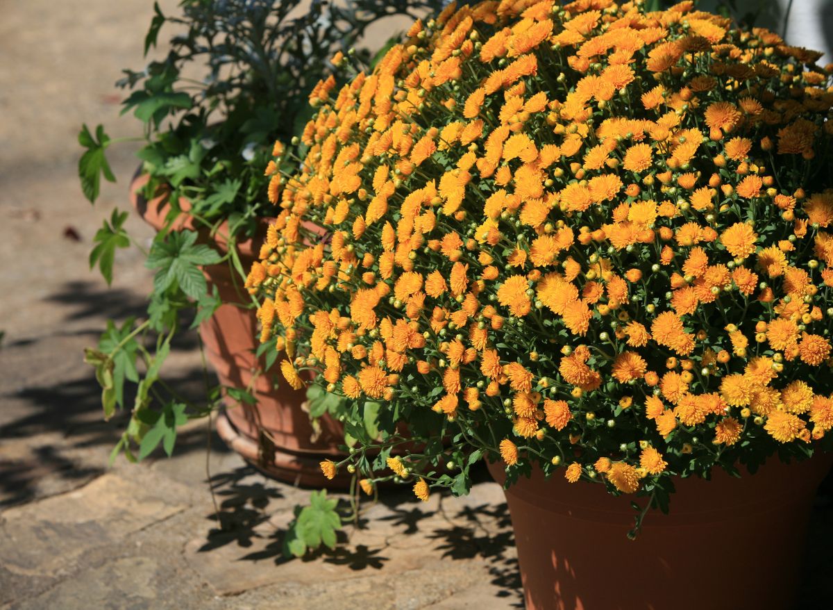 Do Mums Come Back Every Year In Pots? ( The Definite Answer!) Plants