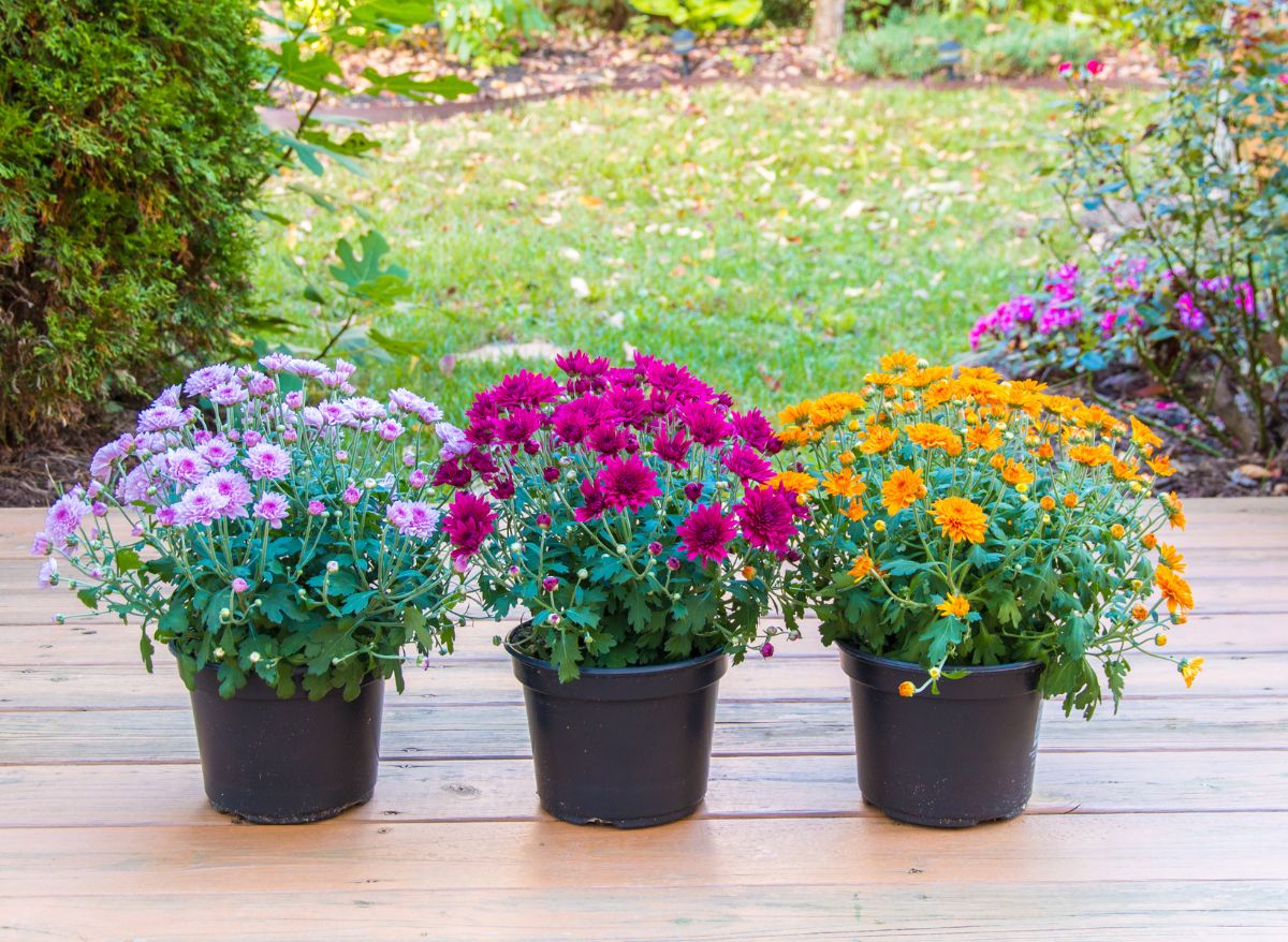 Do Mums Come Back Every Year In Pots? ( The Definite Answer!) Plants