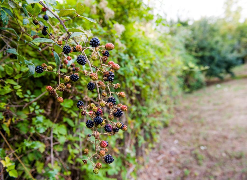 Does Roundup Kill Blackberries