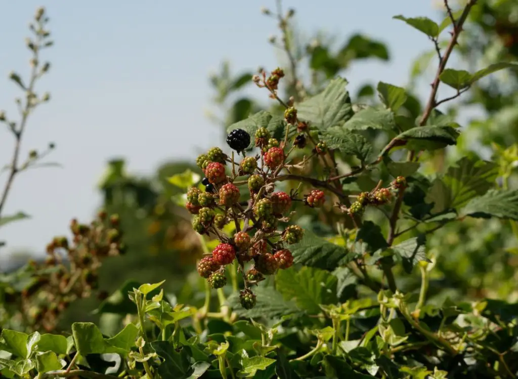 Does Roundup Kill Blackberries