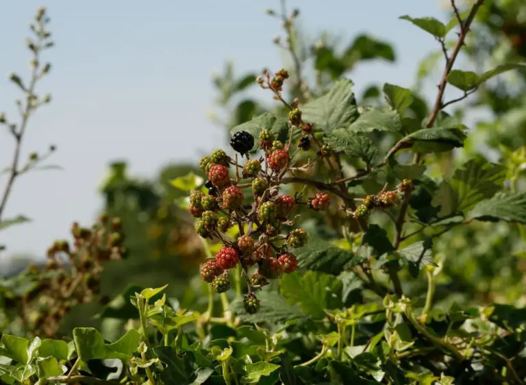 does-roundup-kill-blackberries-separating-facts-from-myths-plants