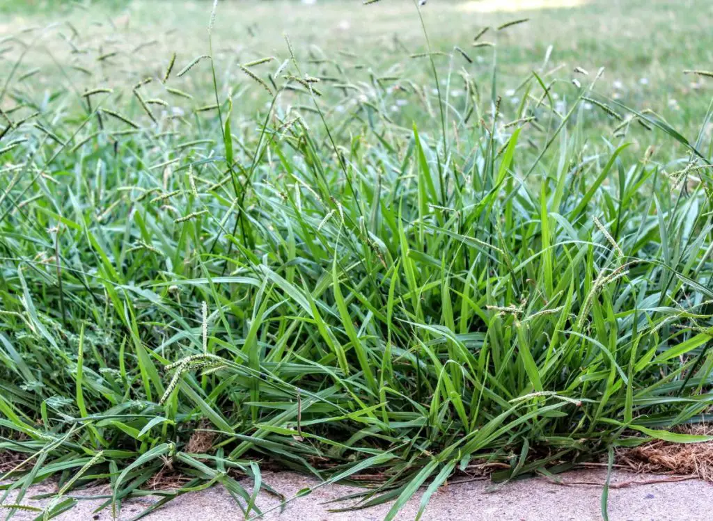Effective and affordable homemade Crabgrass killer