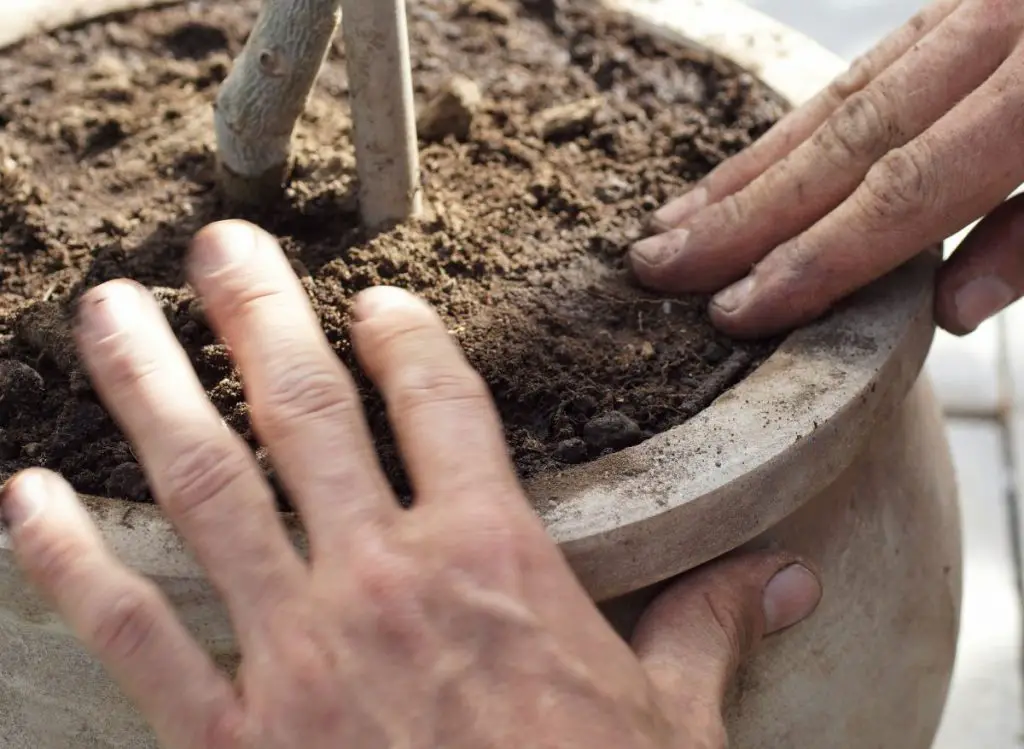 How to Beautifully Underplant Olive Trees in Pots