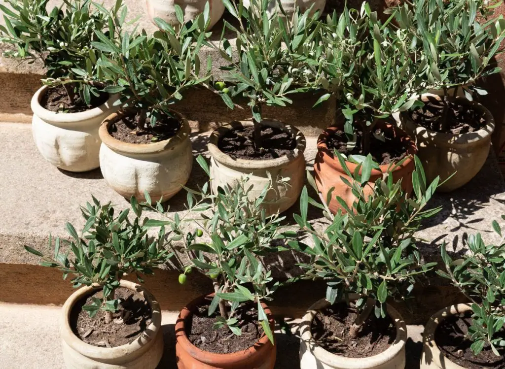 How to Beautifully Underplant Olive Trees in Pots