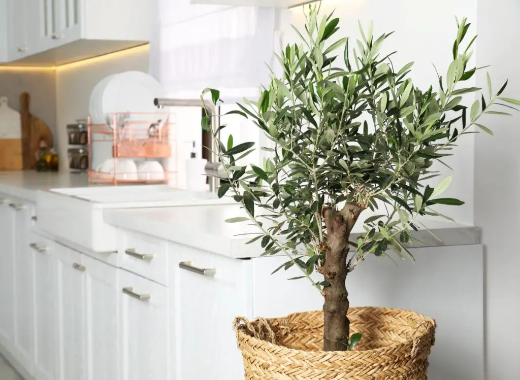 How to Beautifully Underplant Olive Trees in Pots