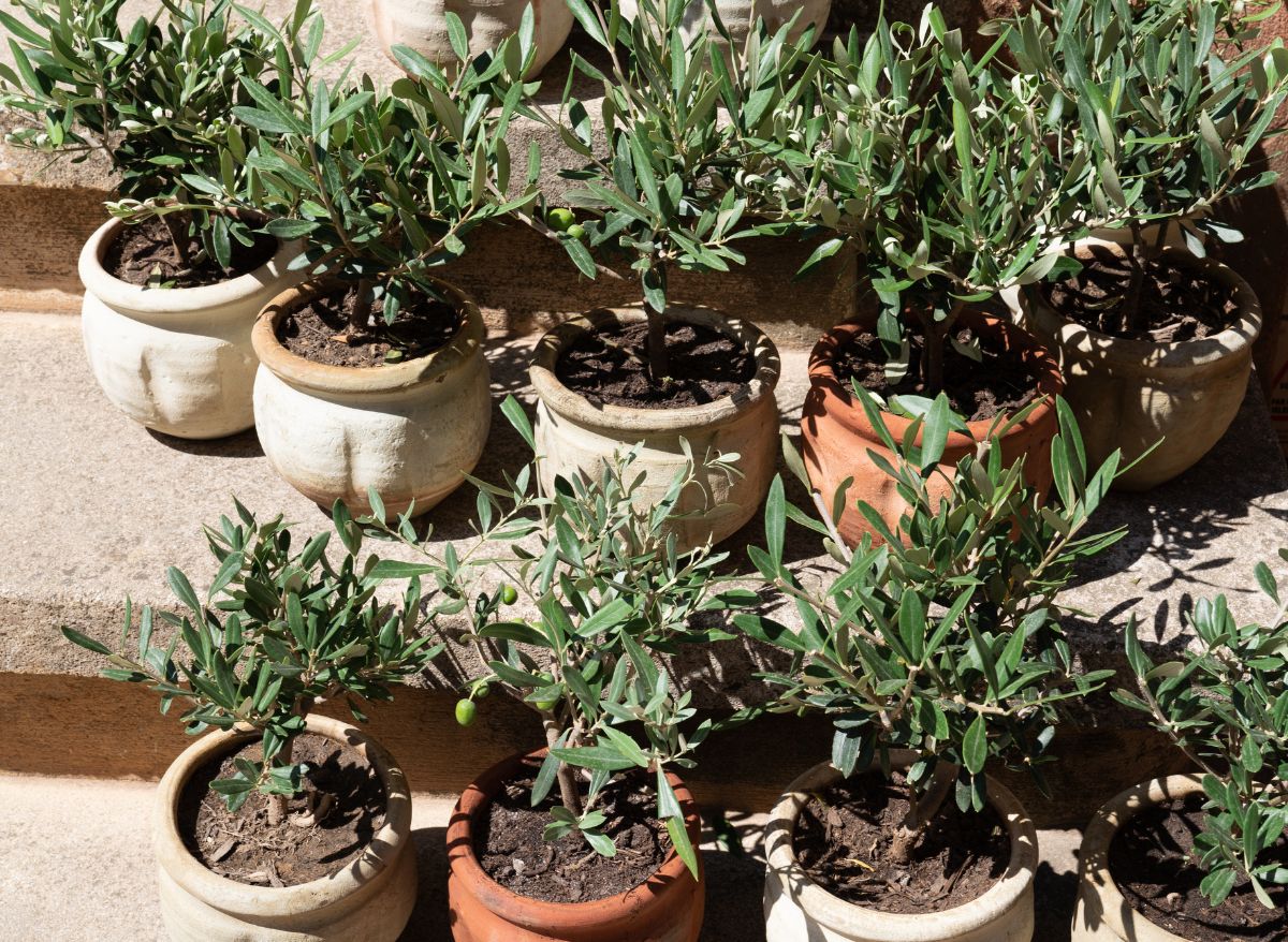 Here’s How To Beautifully Underplant Olive Trees In Pots! Plants Heaven