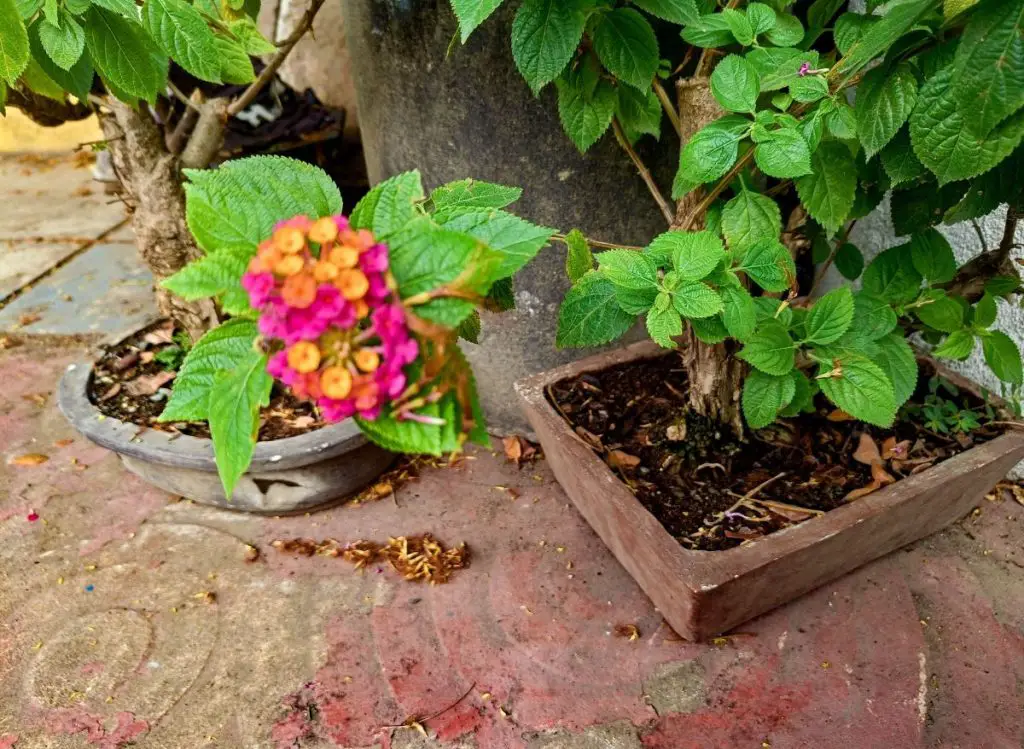 How to Create a Beautiful Garden with Flowers that Complement Lantana