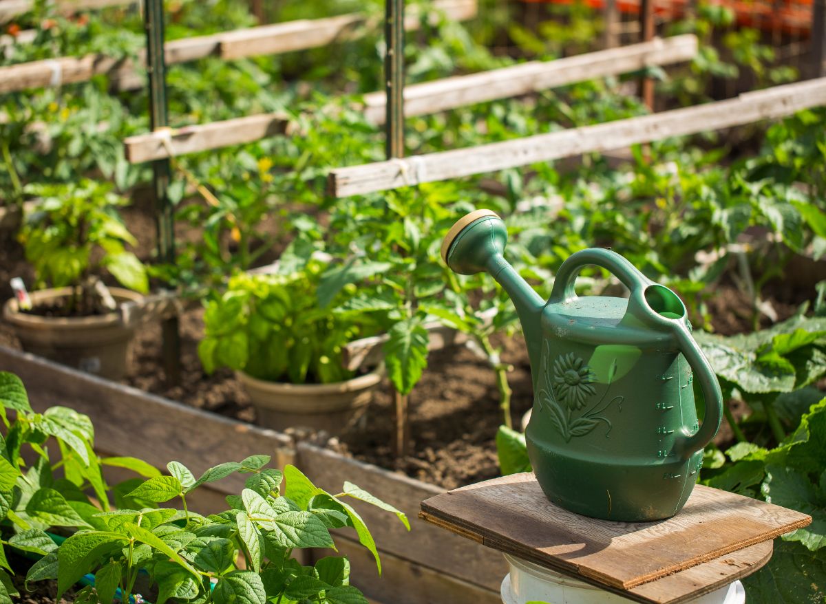 Is MiracleGro Good For Vegetable Gardens? Everything You Need To Know