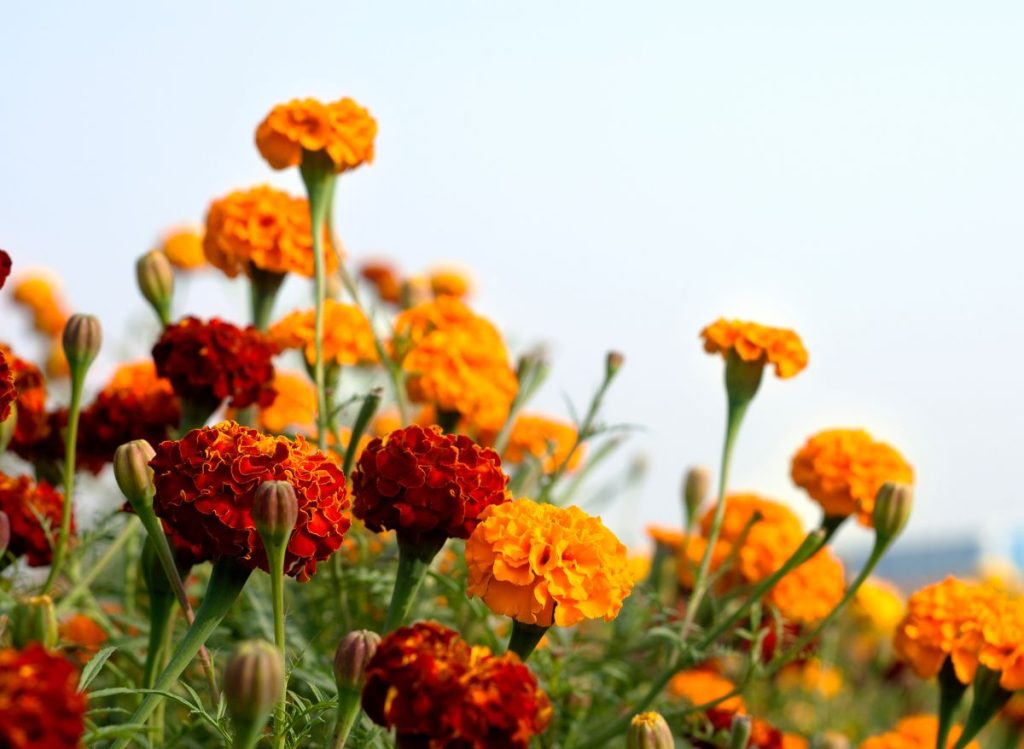 How to Create a Beautiful Garden with Flowers that Complement Lantana