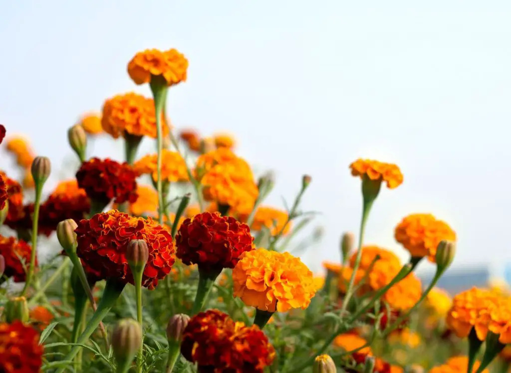 How to Create a Beautiful Garden with Flowers that Complement Lantana