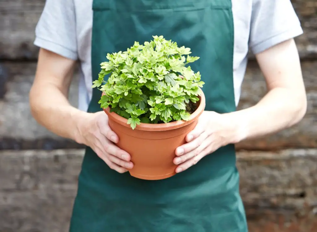 Say Goodbye to Maggots in Your Potted Plants with These Easy Steps