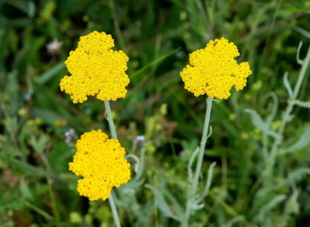 The Best Achillea Companion Plants to Add to Your Garden