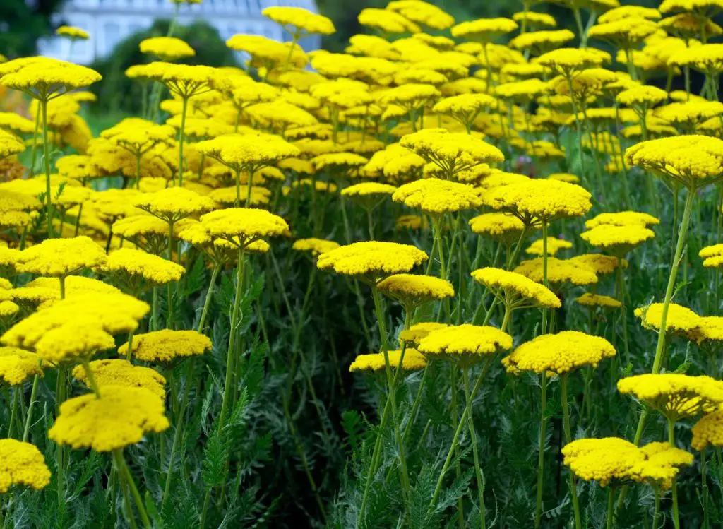 The Best Achillea Companion Plants to Add to Your Garden