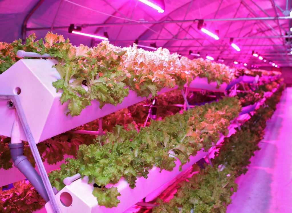 The Top Pump Options for Your Aeroponics System