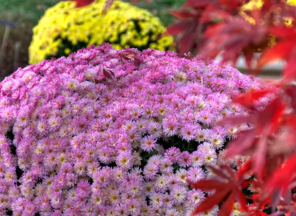 What Do Mums Look Like in The Spring