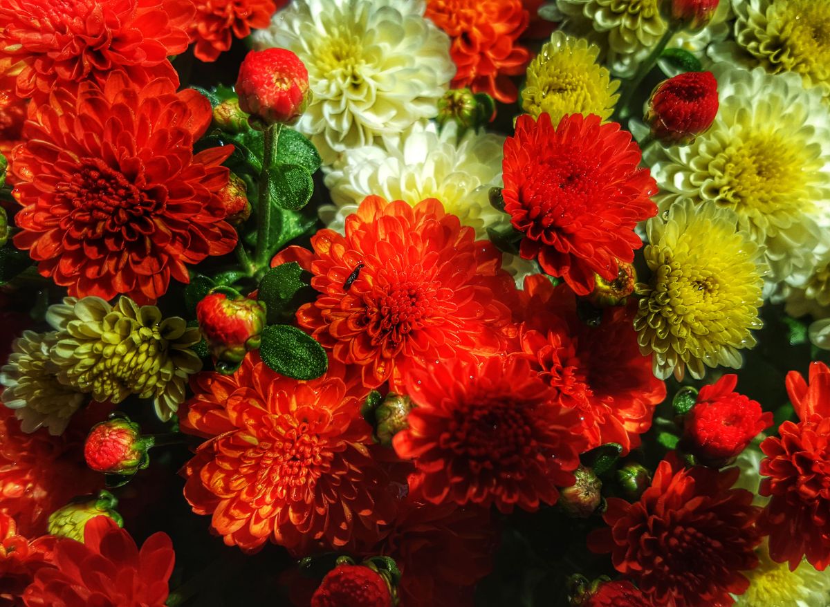 What Do Mums Look Like In The Spring? Plants Heaven