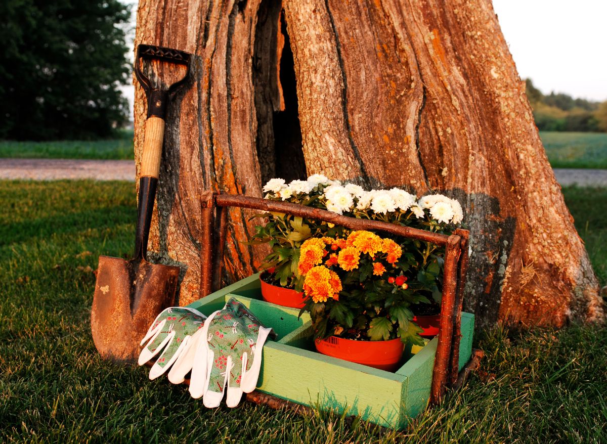 When Do Mums Start To Grow Back Everything You Need To Know! Plants