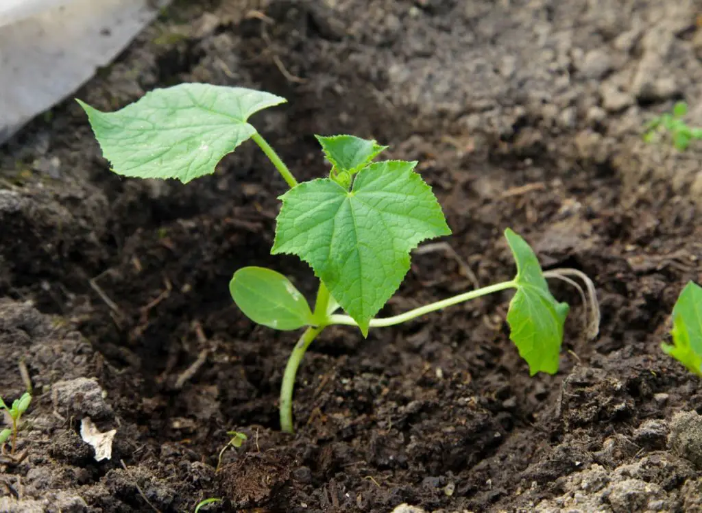 When is the Best Time to Start Cucumber Seeds Indoors