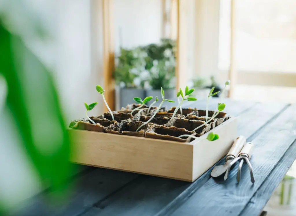 When is the Best Time to Start Cucumber Seeds Indoors