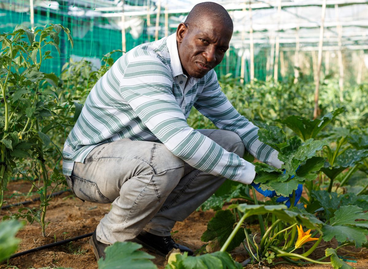 When Is The Best Time To Start Squash Seeds Indoors? Plants Heaven