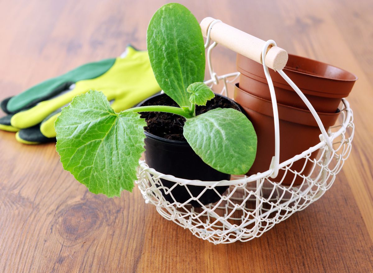 When Is The Best Time To Start Squash Seeds Indoors? Plants Heaven