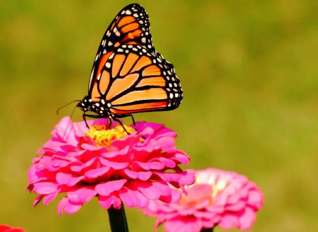 How to Create a Beautiful Garden with Flowers that Complement Lantana