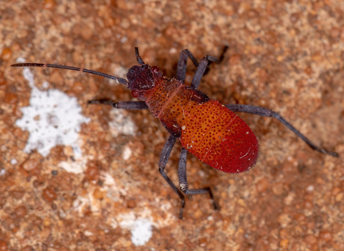 Say Goodbye To Jadera Bugs Tips On How To Get Rid Of Jadera Bugs