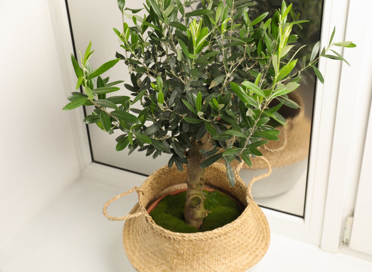 The Arbequina Olive Tree A Flourishing Indoor Plant Plants Heaven