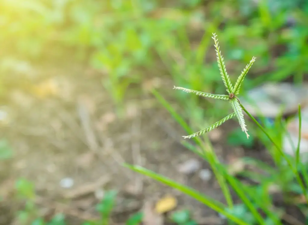 Best Crabgrass Killer that Won't Kill Grass