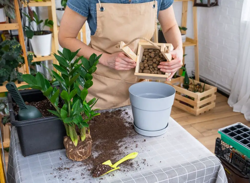 Bringing Your Overgrown Succulents Back to Life