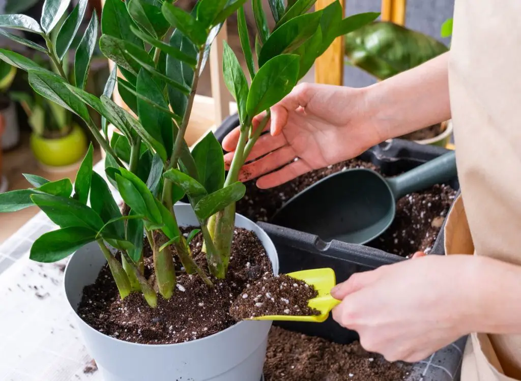 Bringing Your Overgrown Succulents Back to Life