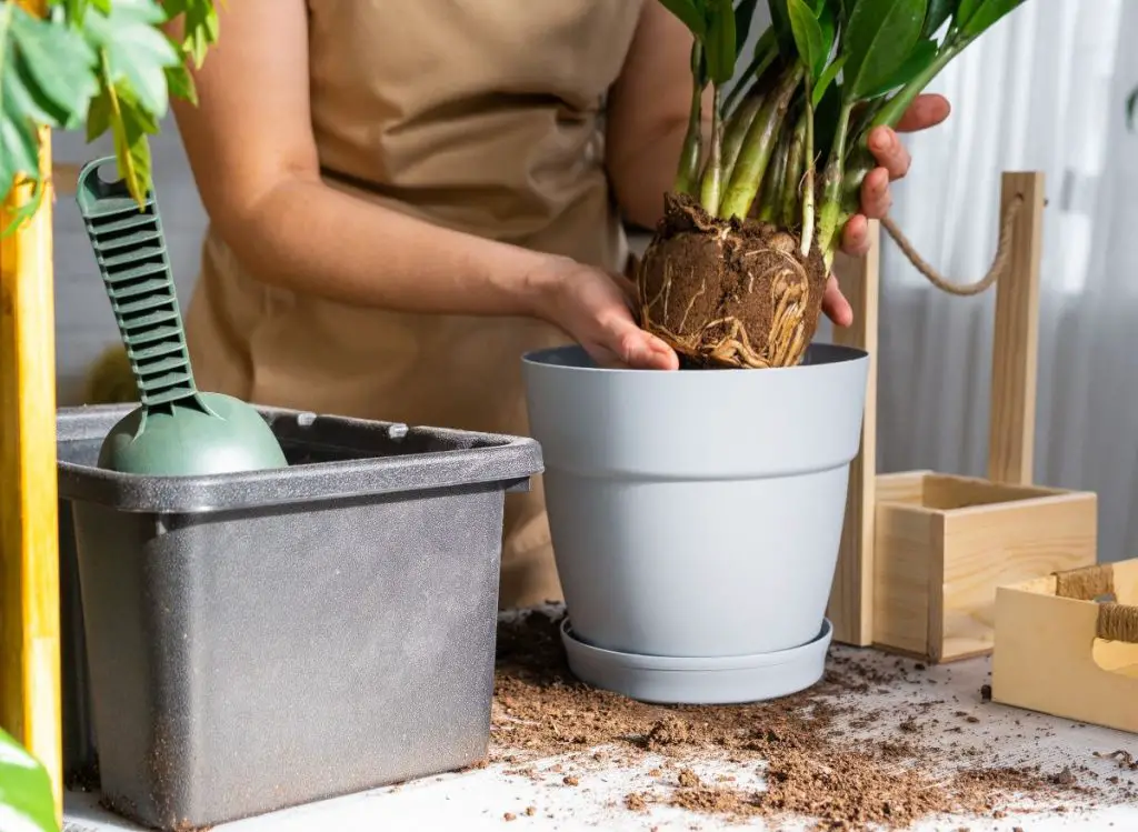 Bringing Your Overgrown Succulents Back to Life