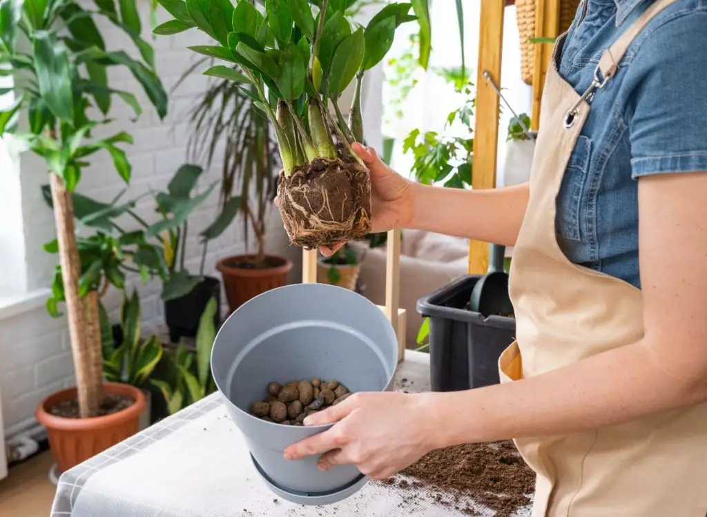 Bringing Your Overgrown Succulents Back to Life