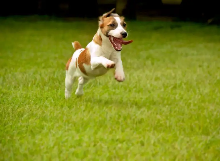 The Truth About Vinegar And Grass Can Vinegar Kill Your Lawn? Plants