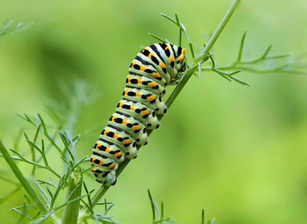 Types of Worms in Potted Plants