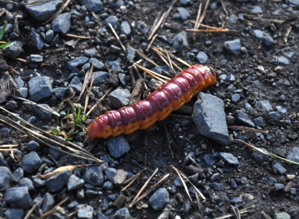 Types of Worms in Potted Plants