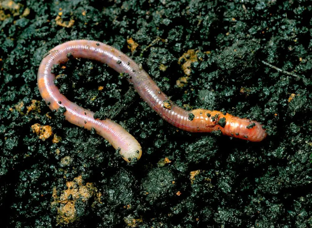 Types of Worms in Potted Plants