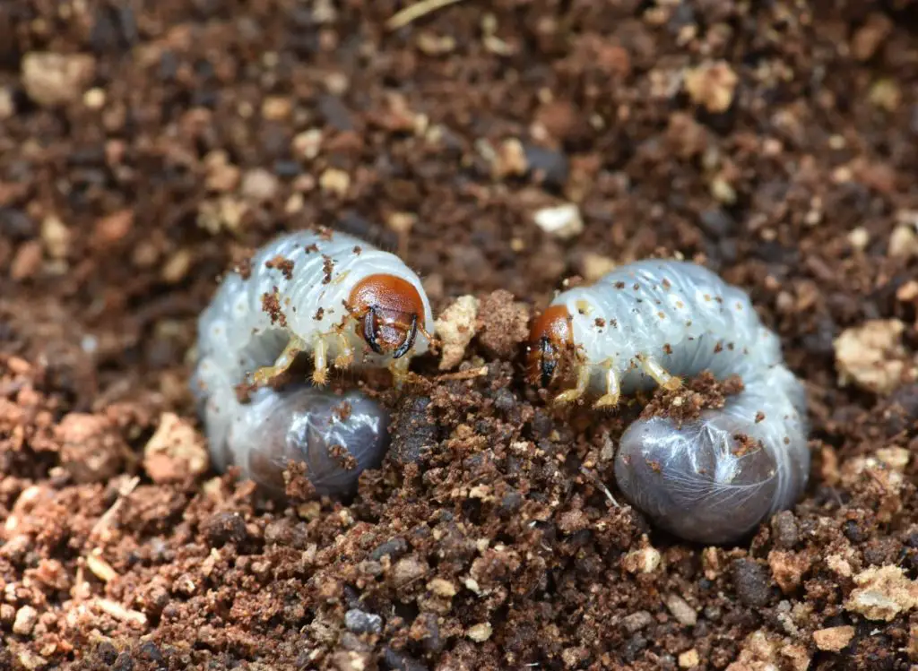 Types of Worms in Potted Plants