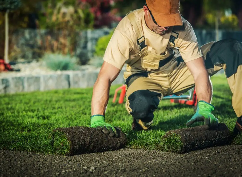 How Too Much Iron in Lawn Can Affect Your Lawn's Health