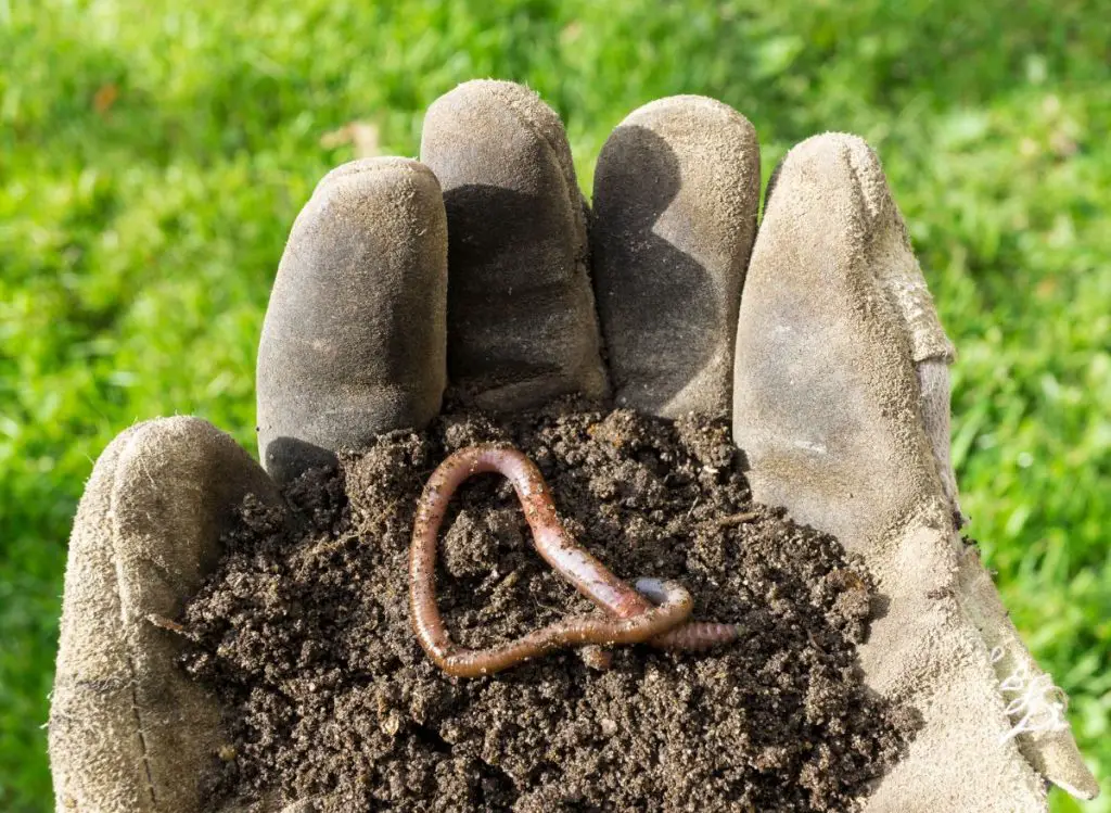 How to Control Earthworms in Your Garden Soil