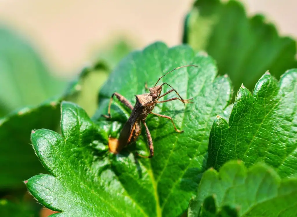 How to Get Rid of Bugs on Strawberry Plants